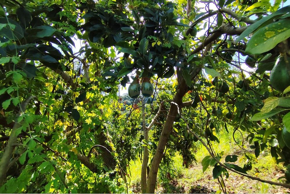 Chácara / Sítio / Fazenda - Venda - Itapira , São Paulo - 1751510168489.jpg - 690291077-251