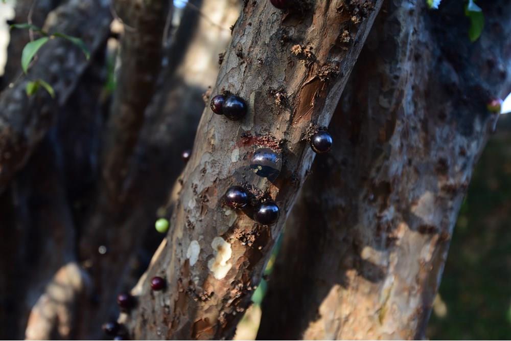 Casa - Venda - Rio Claro , São Paulo - PIP_8610.JPG - 690811015-140