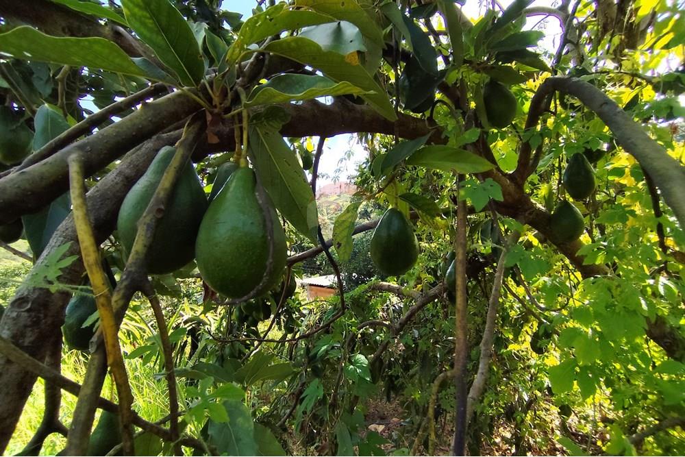 Chácara / Sítio / Fazenda - Venda - Itapira , São Paulo - 1751510168484.jpg - 690291077-251