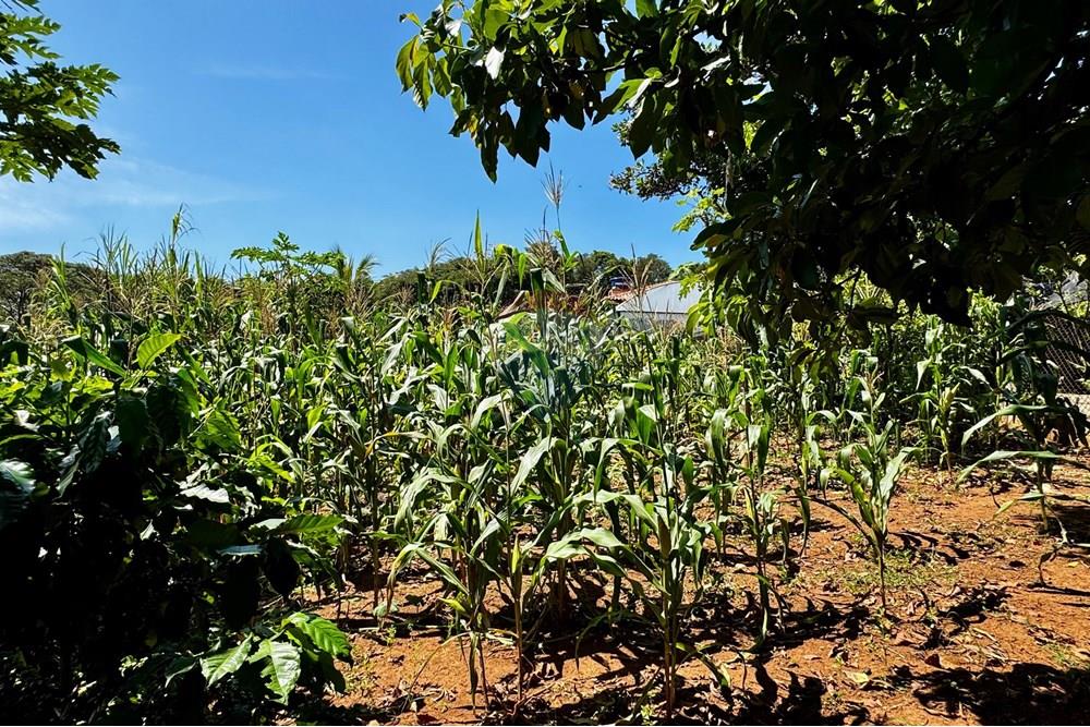 Chácara / Sítio / Fazenda - Venda - Jarinu , São Paulo - z11.jpg - 691121003-14