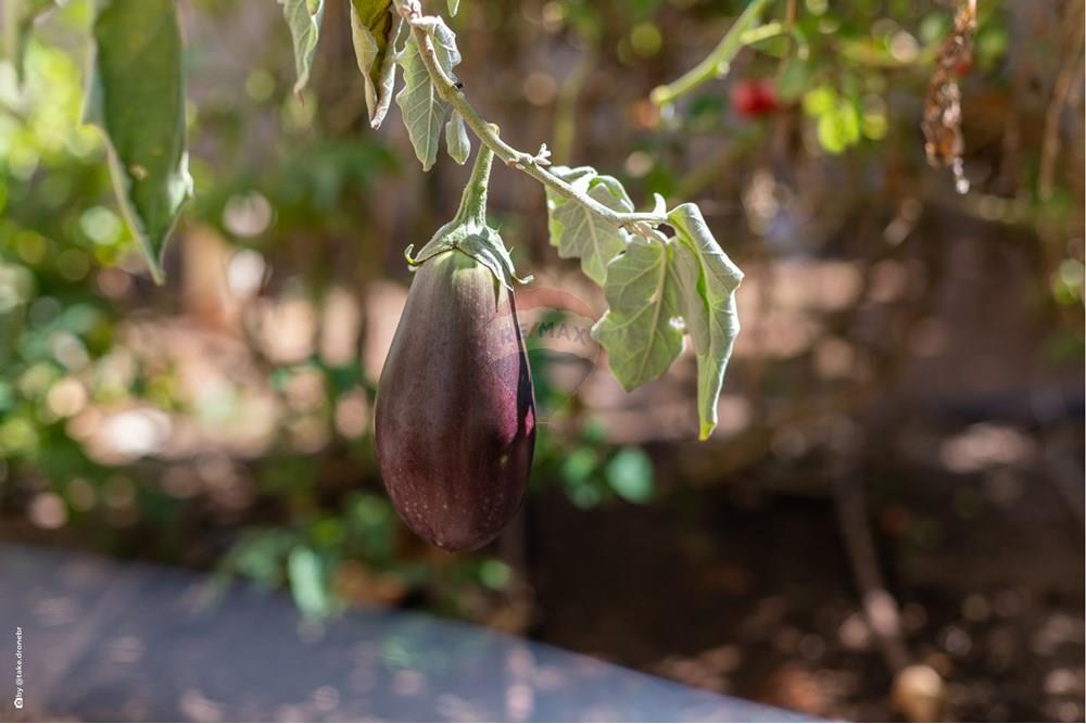 Casa de Condomínio - Venda - Campinas , São Paulo - TKD-5765.jpg - Quintal - 690681118-96