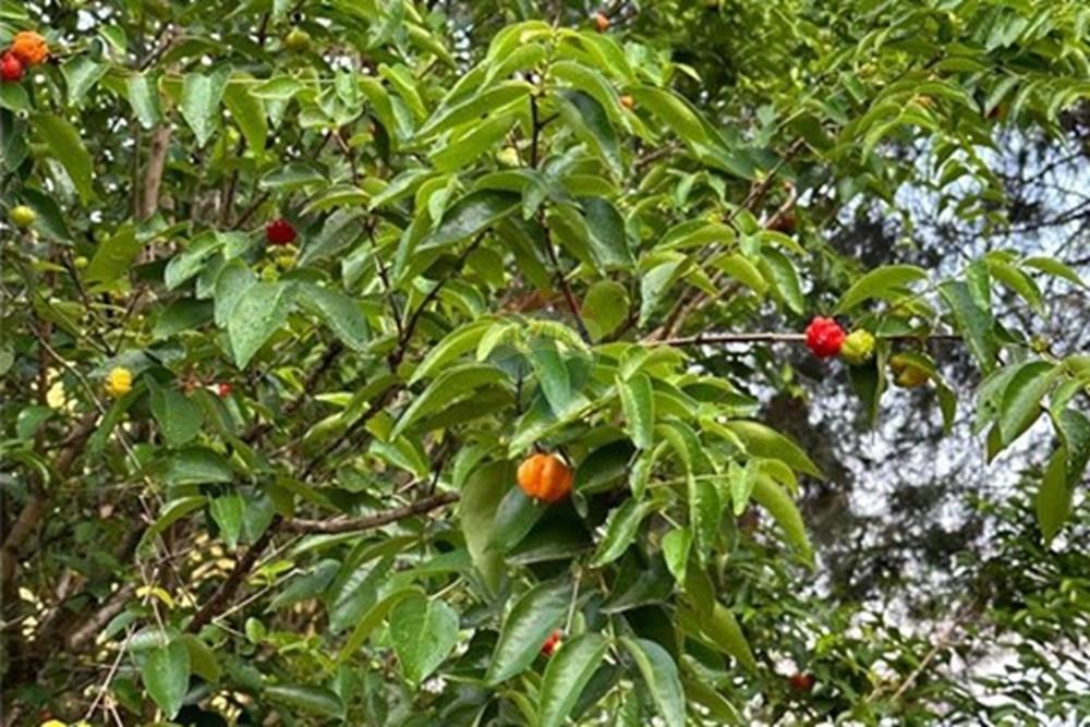 Chácara / Sítio / Fazenda - Venda - Jarinu , São Paulo - WhatsApp Image 2025-10-17 at 09.45.29.jpeg - 690661027-107