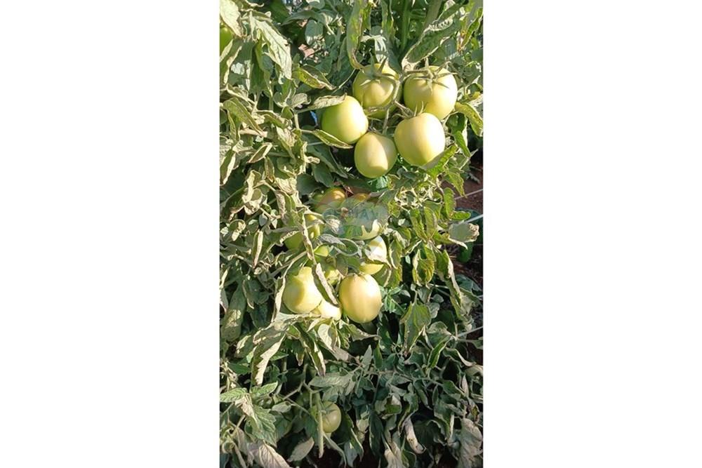 Fazenda - Venda - Campestre , Minas Gerais - 70e1d739-8d7f-4eda-8c74-70b00d895ba8.jpg - 690291077-77