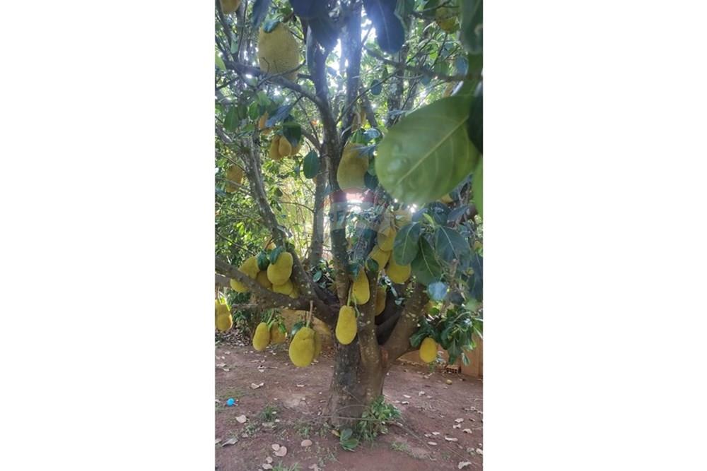 Chácara / Sítio / Fazenda - Venda - Cosmópolis , São Paulo - Imagem do WhatsApp de 2025-06-04 à(s) 10.15.03_d9dd4e0c.jpg - 691181018-28