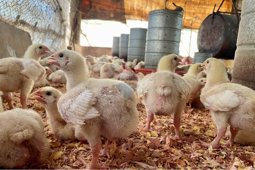 Fazenda - Venda - Campestre , Minas Gerais - IMG_6228.JPG - 690291077-77