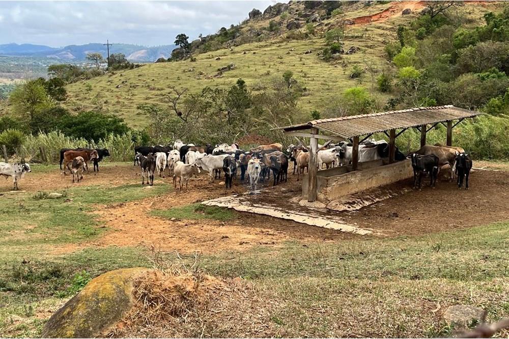 Chácara / Sítio / Fazenda - Venda - Bragança Paulista , São Paulo - GADO  (1).jpg - 690141085-32