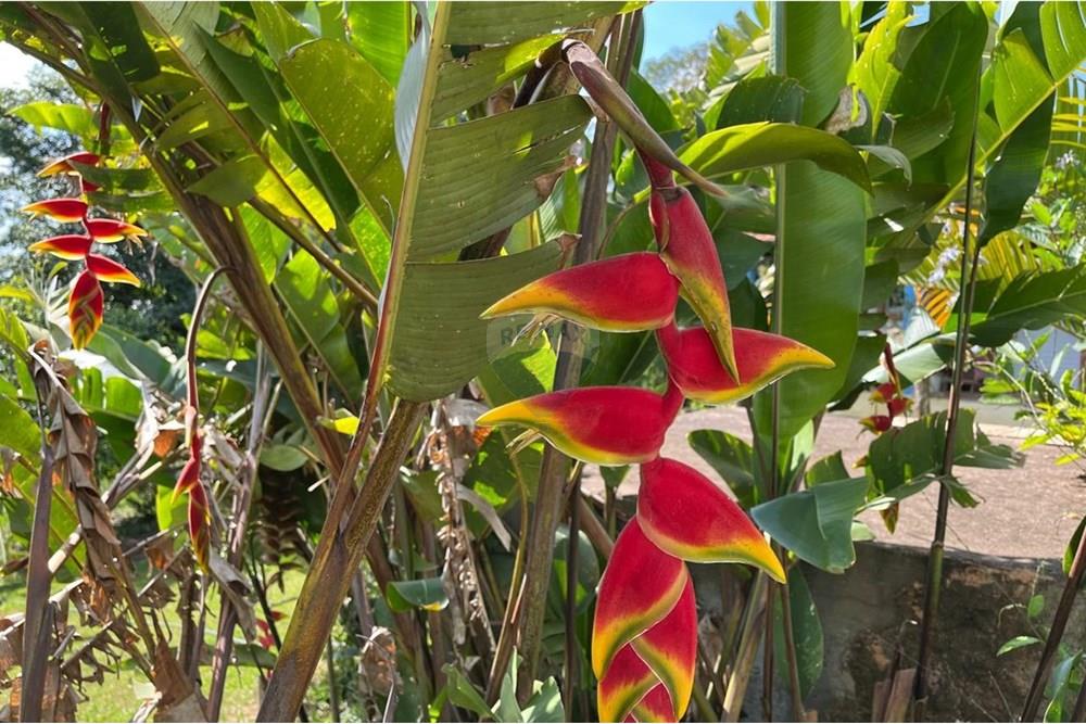 Chácara / Sítio / Fazenda - Venda - Jarinu , São Paulo - WhatsApp Image 2024-11-27 at 22.21.41.jpeg - 690661027-88