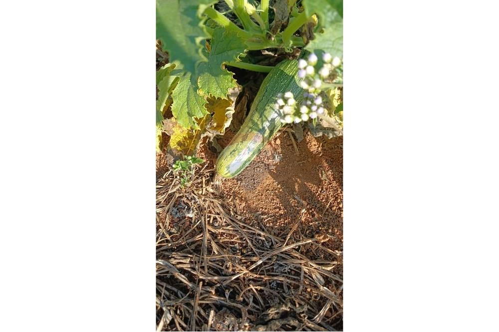 Fazenda - Venda - Campestre , Minas Gerais - ab3bb845-1ed2-4d2e-a20c-85d42cc72026.jpg - 690291077-77