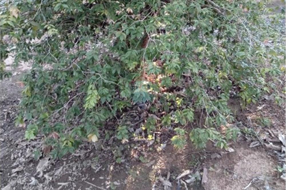 Chácara / Sítio / Fazenda - Venda - Cosmópolis , São Paulo - IMG-20250925-WA0135.jpg - 690511143-104