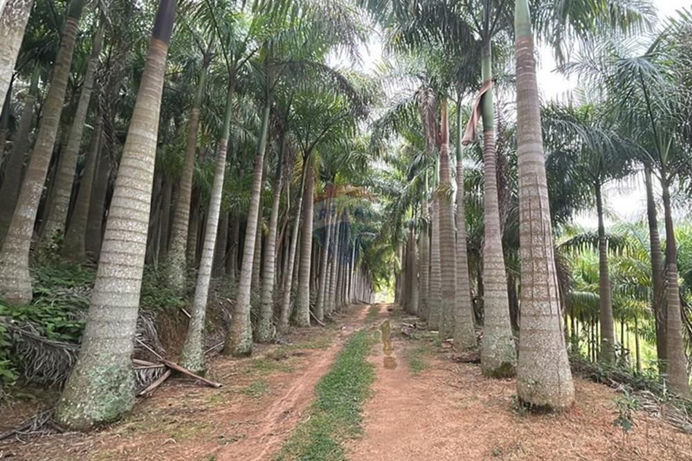 Chácara / Sítio / Fazenda - Venda - Amparo , São Paulo - WhatsApp Image 2025-06-24 at 11.16.53 (3).jpeg - 690661027-111