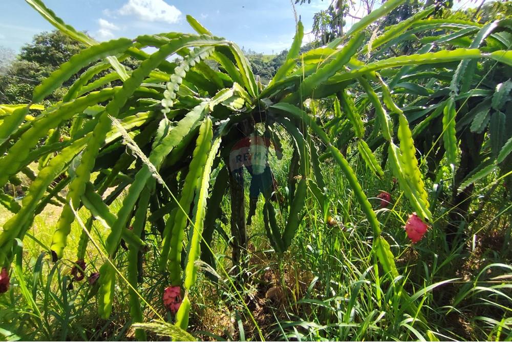 Chácara / Sítio / Fazenda - Venda - Itapira , São Paulo - 1751510168514.jpg - 690291077-251