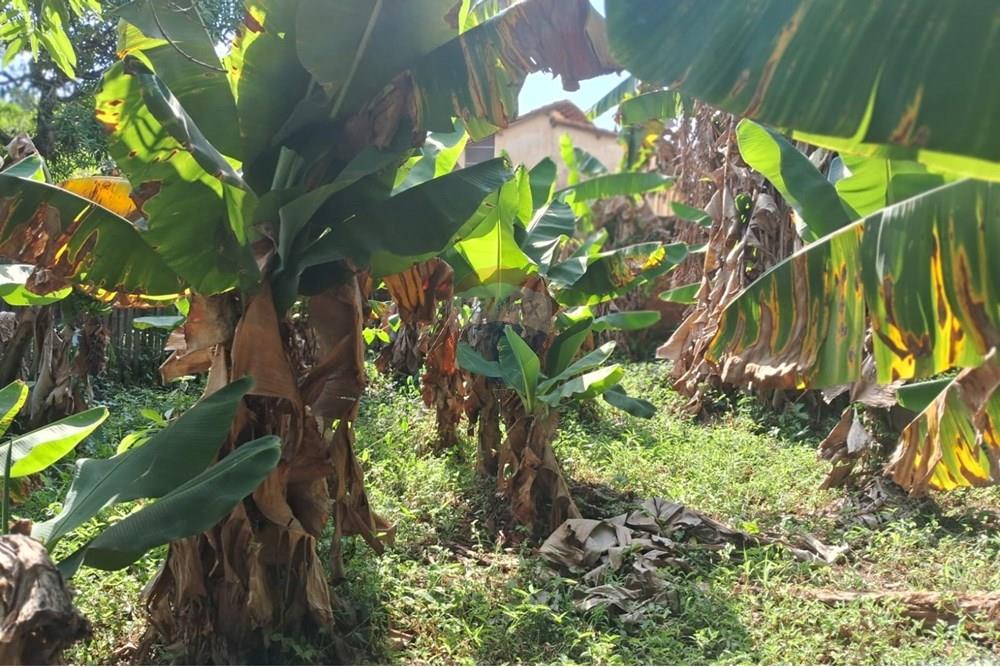 Terreno - Venda - Mogi Mirim , São Paulo - terr14.jpeg - 690751036-49