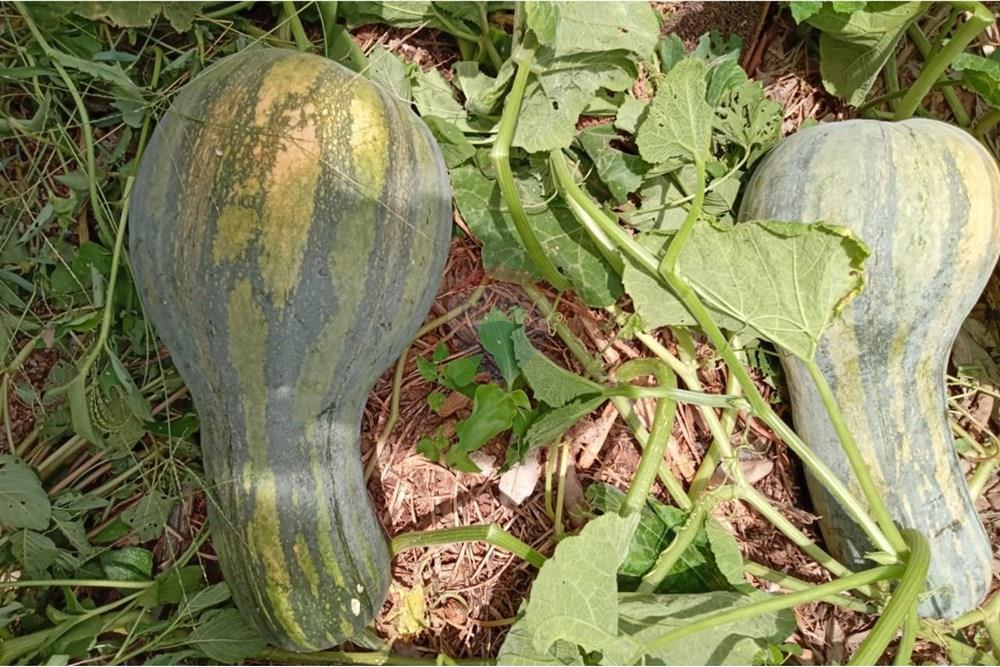 Chácara / Sítio / Fazenda - Venda - Cosmópolis , São Paulo - IMG-20250925-WA0109.jpg - 690511143-104