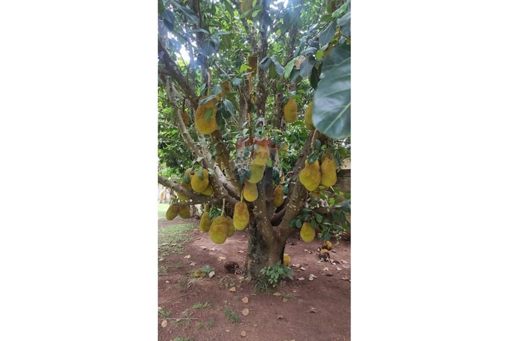 Chácara / Sítio / Fazenda - Venda - Cosmópolis , São Paulo - Imagem do WhatsApp de 2025-06-04 à(s) 10.15.01_84569db5.jpg - 691181018-28