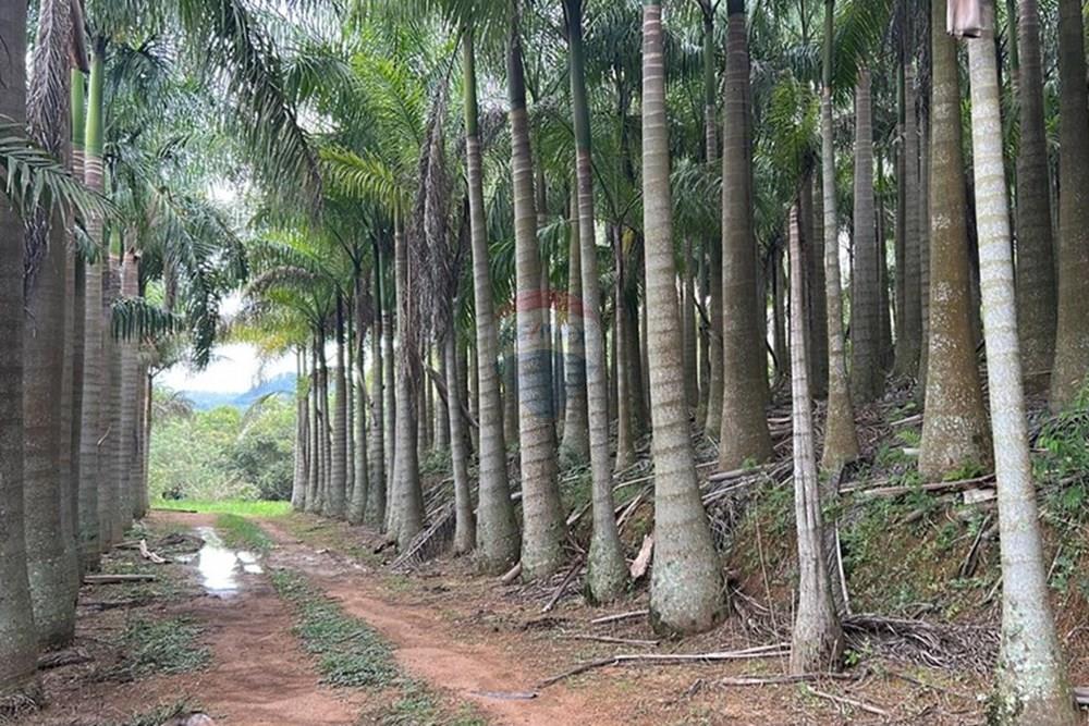 Chácara / Sítio / Fazenda - Venda - Amparo , São Paulo - WhatsApp Image 2025-06-24 at 11.21.30 (7).jpeg - 690661027-111