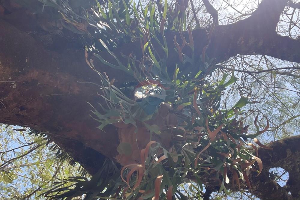 Casa de Condomínio - Alugar - Vinhedo , São Paulo - IMG_2771.JPG - 690491062-161