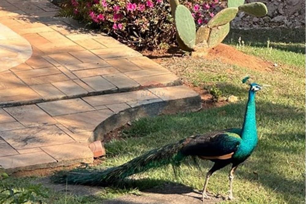 Chácara / Sítio / Fazenda - Venda - Jarinu , São Paulo - WhatsApp Image 2025-10-17 at 09.45.28 (4).jpeg - 690661027-107