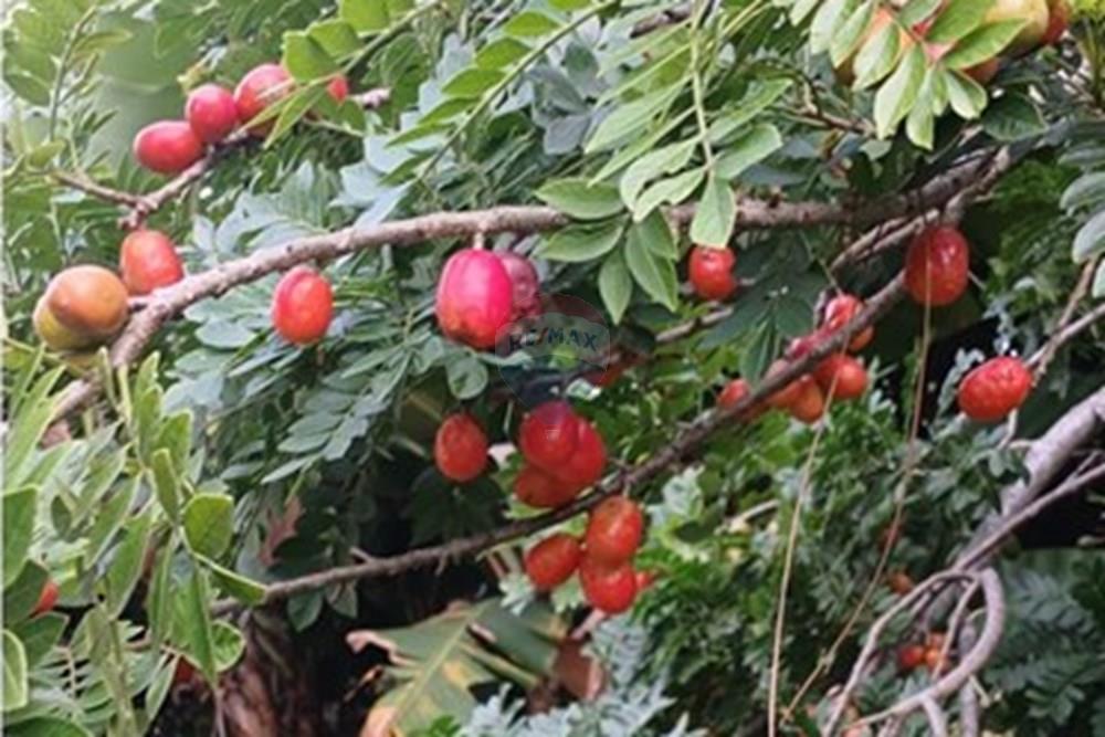 Chácara / Sítio / Fazenda - Venda - Extrema , Minas Gerais - image (5).jpg - 690141085-25