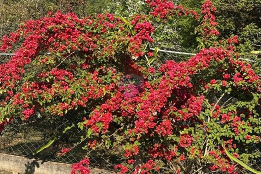 Chácara / Sítio / Fazenda - Venda - Jarinu , São Paulo - WhatsApp Image 2025-10-17 at 09.45.28 (3).jpeg - 690661027-107