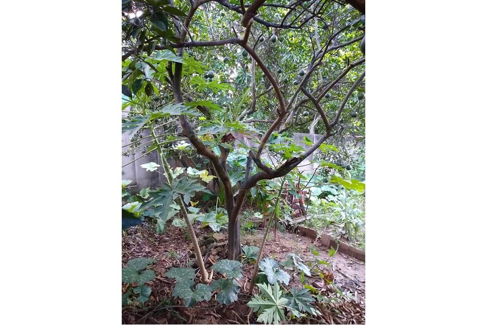 Chácara - Venda - Americana , São Paulo - IMG-20250531-WA0090.jpg - 691071014-5