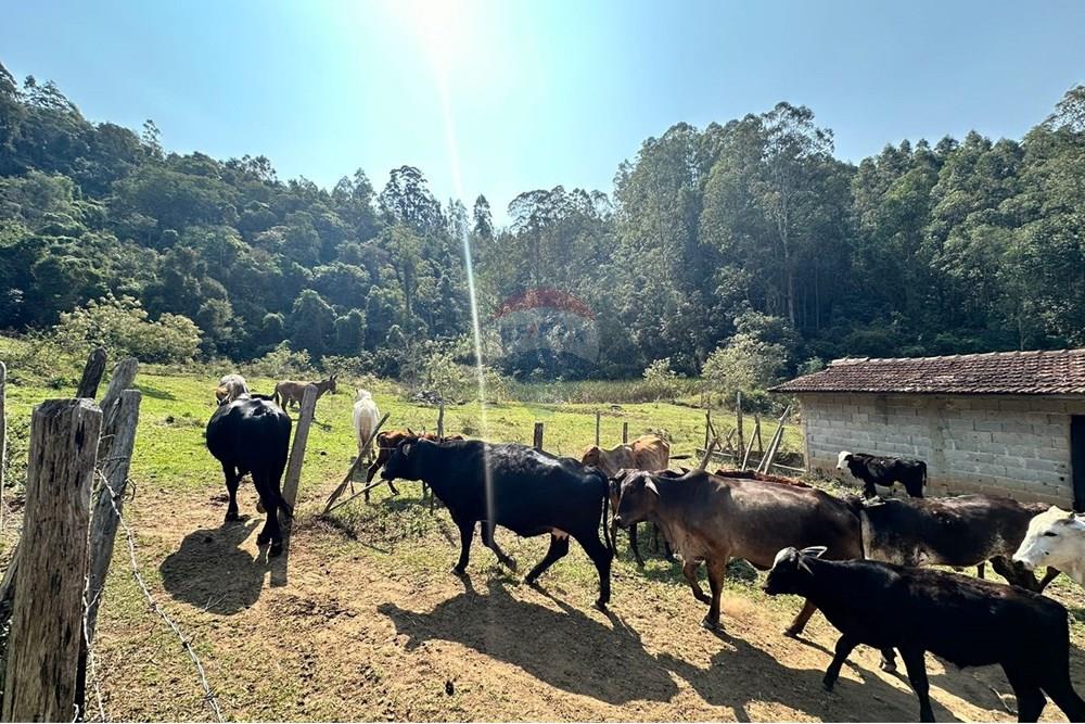 Chácara / Sítio / Fazenda - Venda - Joanópolis , São Paulo - WhatsApp Image 2024-08-08 at 23.00.19 (2).jpeg - 690041107-19