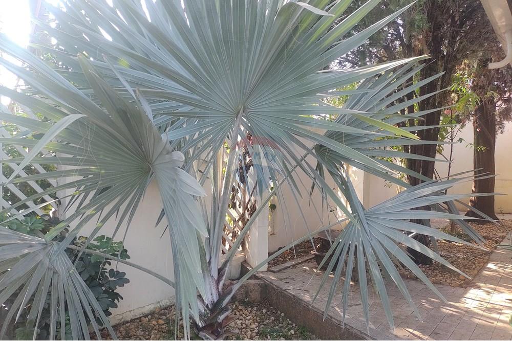 Casa - Venda - Cosmópolis , São Paulo - IMG_20240515_094846374.jpg - 690831005-1033