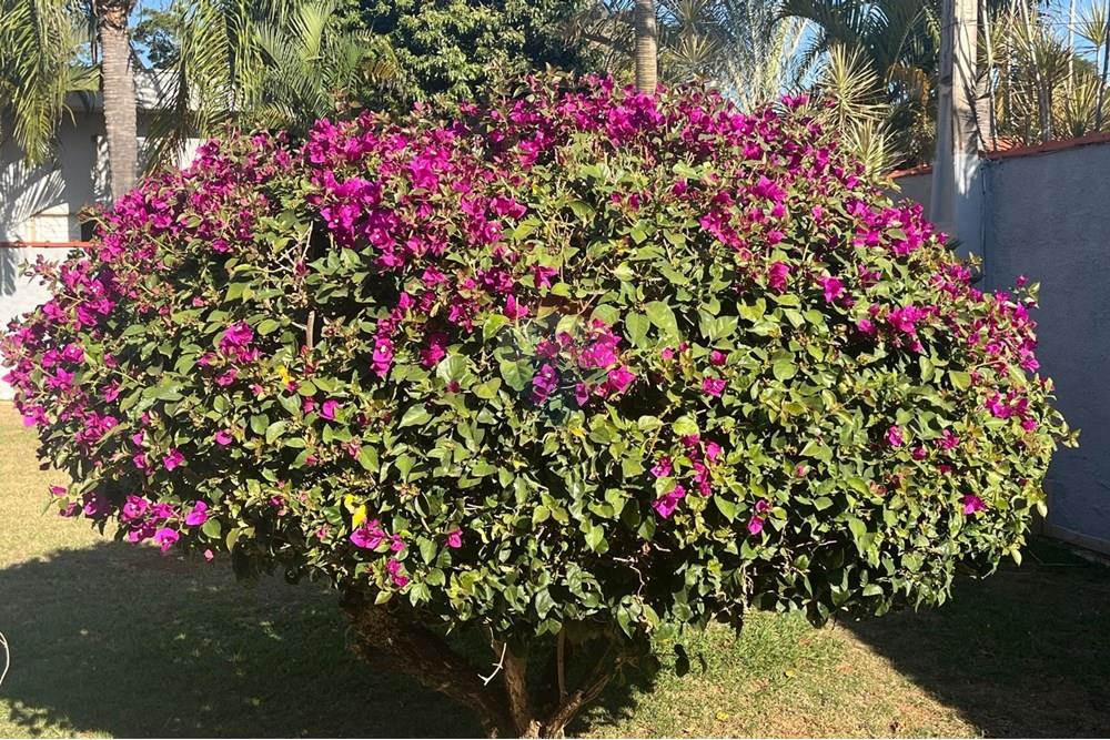 Casa - Venda - Paulínia , São Paulo - WhatsApp Image 2025-07-08 at 10.15.06 (1).jpeg - 690511143-71