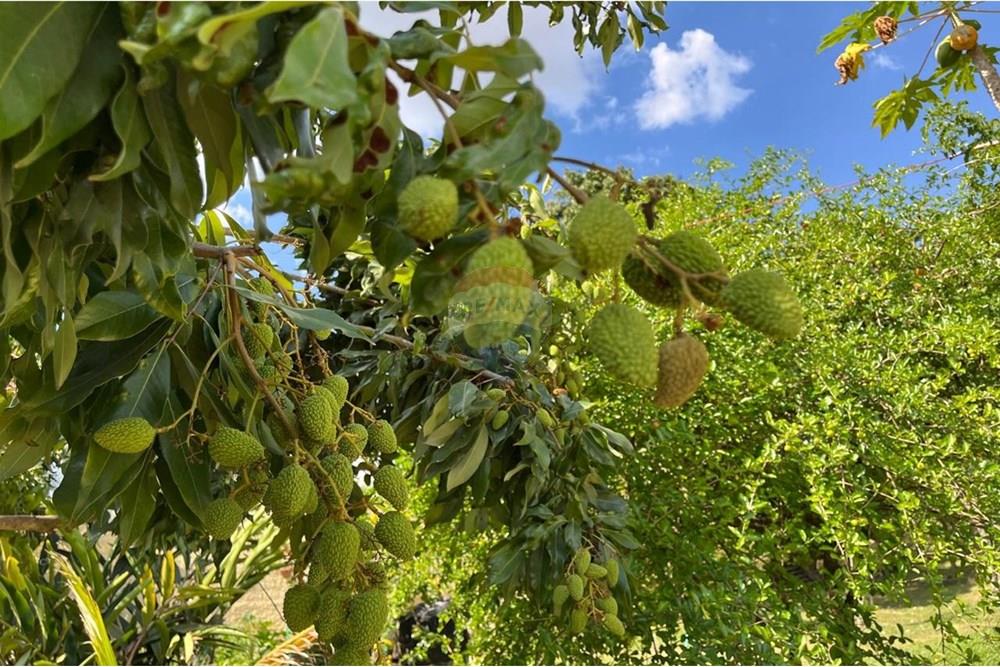 Chácara / Sítio / Fazenda - Venda - Jarinu , São Paulo - WhatsApp Image 2024-11-27 at 22.21.46.jpeg - 690661027-88