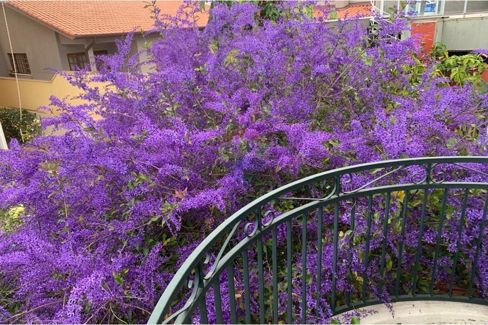 Casa de Condomínio - Alugar - Santana de Parnaíba , São Paulo - IMG-20250908-WA0434.jpg - 691081029-11