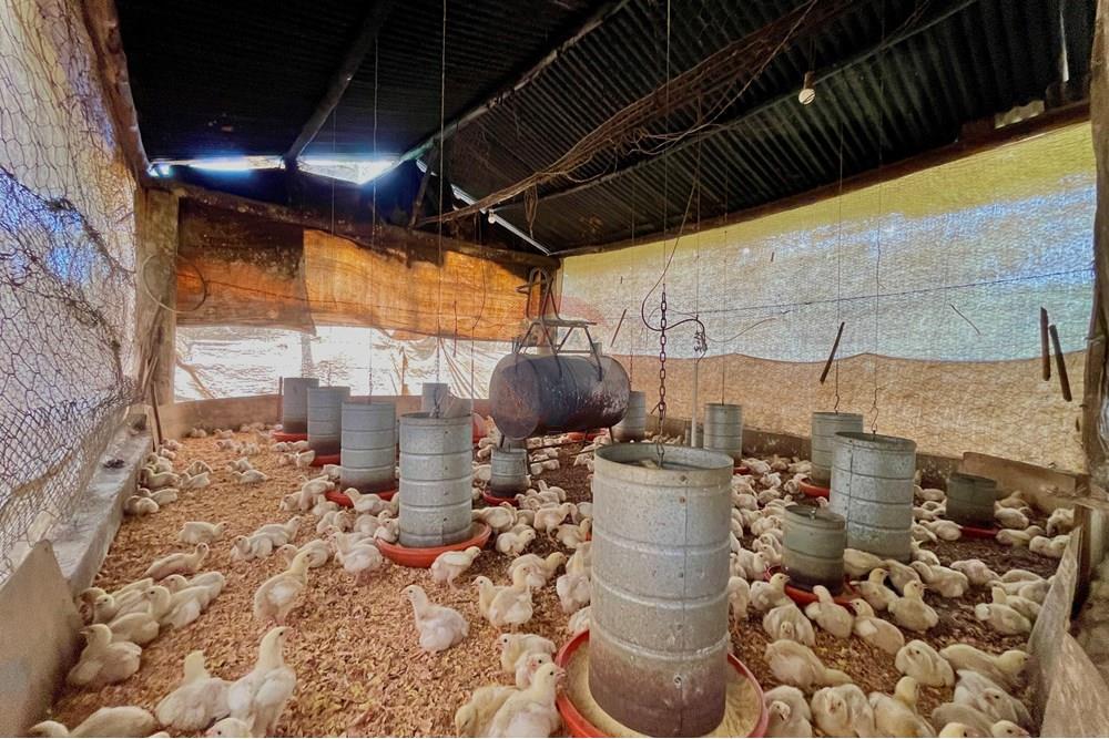 Fazenda - Venda - Campestre , Minas Gerais - IMG_6224.JPG - 690291077-77