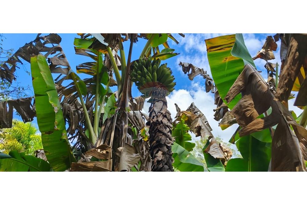 Chácara / Sítio / Fazenda - Venda - Mogi Guaçu , São Paulo - 32.jpeg - 690521018-208