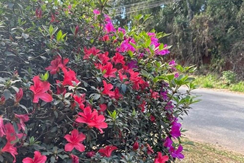 Chácara / Sítio / Fazenda - Venda - Jarinu , São Paulo - WhatsApp Image 2025-10-17 at 09.45.28.jpeg - 690661027-107