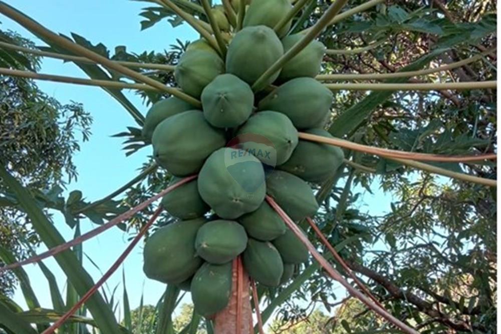 Chácara / Sítio / Fazenda - Venda - Cosmópolis , São Paulo - IMG-20250925-WA0115.jpg - Quintal - 690511143-104