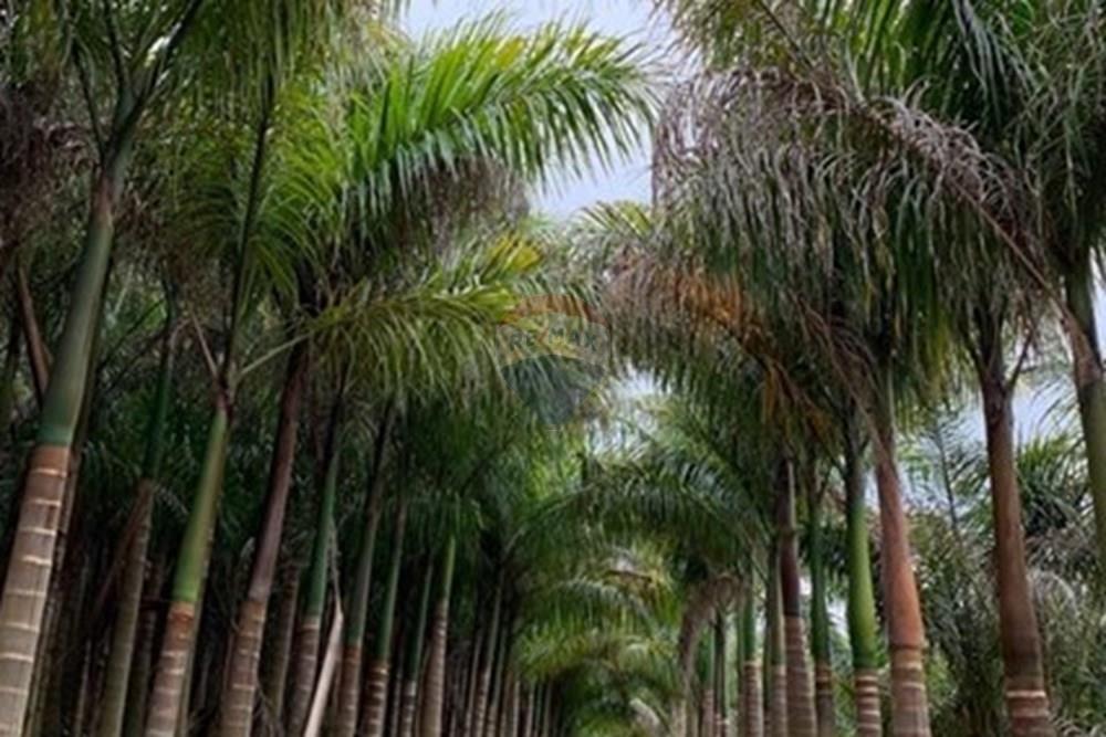 Chácara / Sítio / Fazenda - Venda - Amparo , São Paulo - WhatsApp Image 2025-06-25 at 17.42.28.jpeg - 690661027-111