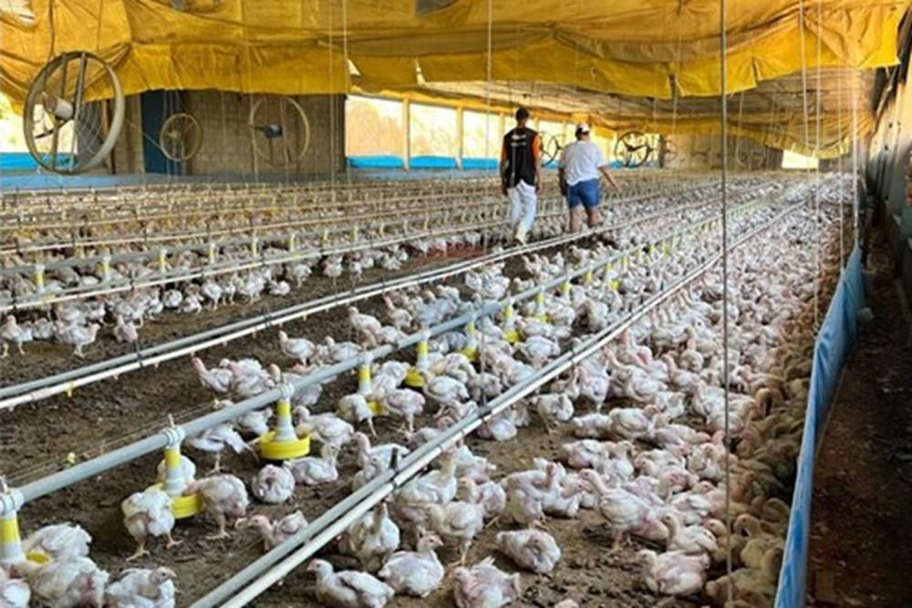 Chácara / Sítio / Fazenda - Venda - Bragança Paulista , São Paulo - GALPOES (2).jpg - 690141085-32