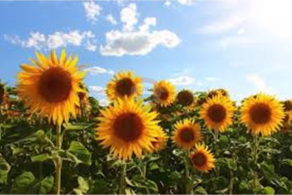 Casa - Venda - Sumaré , São Paulo - GIRASSOL.jpeg - 690511208-7