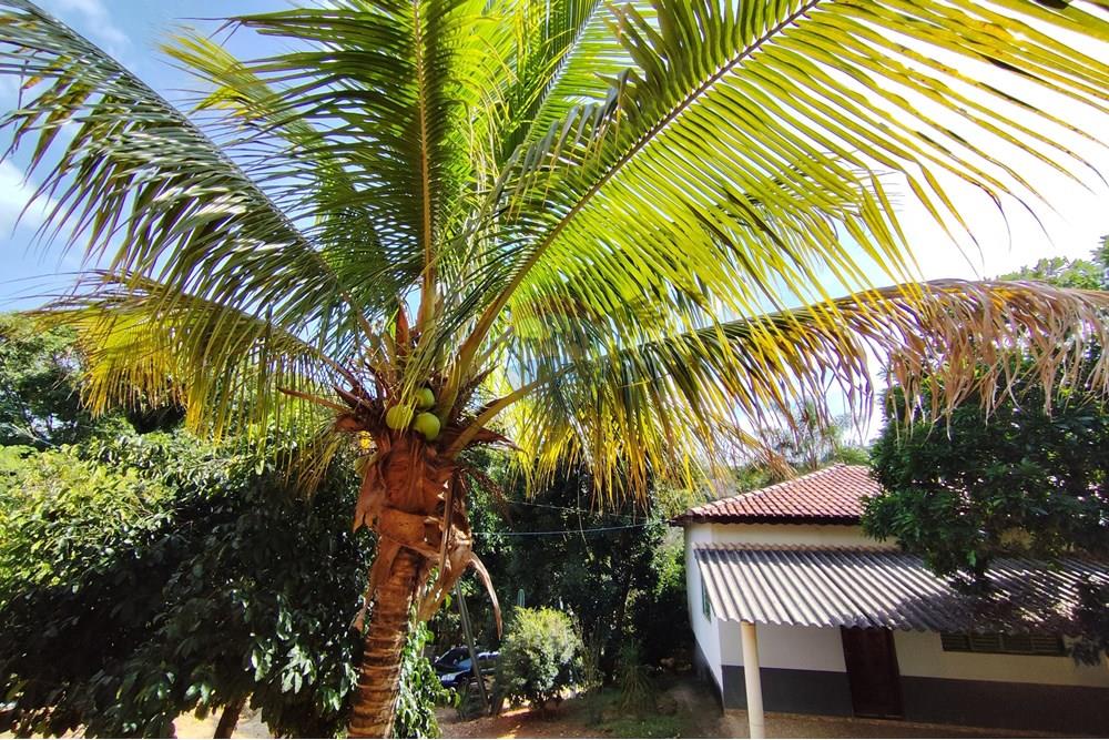 Chácara / Sítio / Fazenda - Venda - Itapira , São Paulo - 1751510168609.jpg - 690291077-251