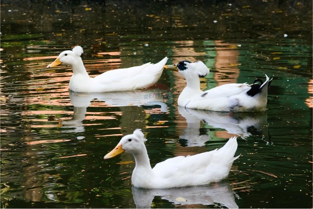 Terreno - Venda - Campinas , São Paulo - marrecos_bosque_danielribeiro_02.jpg - 690941043-8