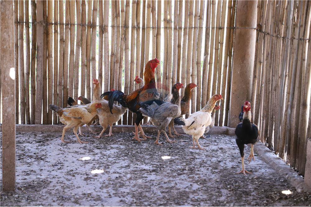 Sítio em Jarinu/São Paulo — Ref 6B2Y87 — Imagem 25