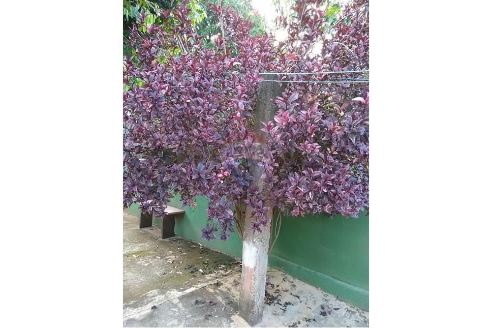 Chácara - Venda - Americana , São Paulo - IMG-20250531-WA0068.jpg - 691071014-5