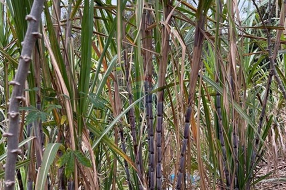 Chácara / Sítio / Fazenda - Venda - Jarinu , São Paulo - WhatsApp Image 2025-10-16 at 13.38.19 (18).jpeg - 690661027-143