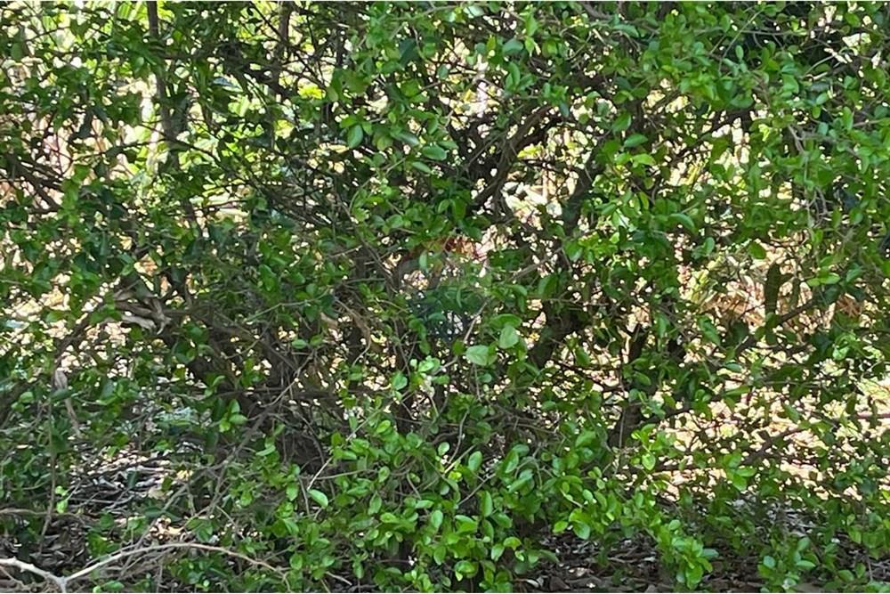 Chácara / Sítio / Fazenda - Venda - Valinhos , São Paulo - WhatsApp Image 2025-10-27 at 09.33.48 (13).jpeg - 691181004-89