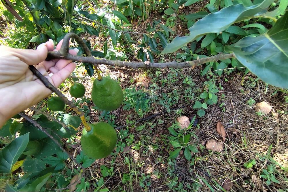 Chácara / Sítio / Fazenda - Venda - Itapira , São Paulo - 1751510168499.jpg - 690291077-251