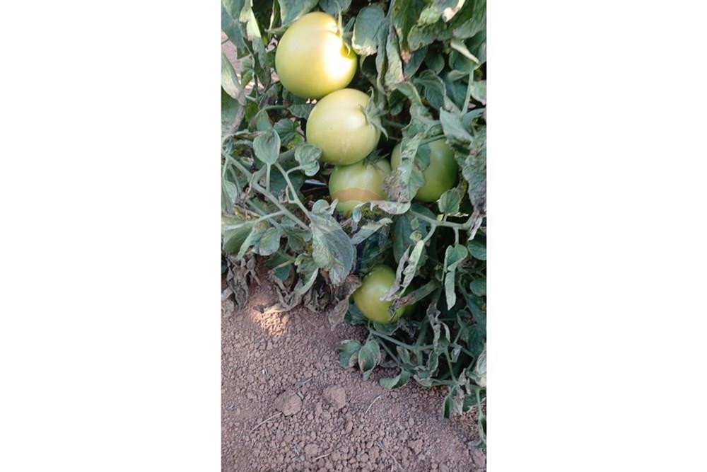 Fazenda - Venda - Campestre , Minas Gerais - 80fc9e9f-c819-4167-aa8e-31f741f2813e.jpg - 690291077-77