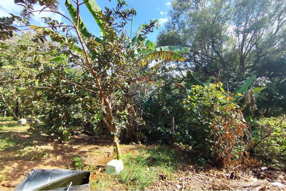 Chácara / Sítio / Fazenda - Venda - Itapira , São Paulo - 1751510168912.jpg - 690291077-251