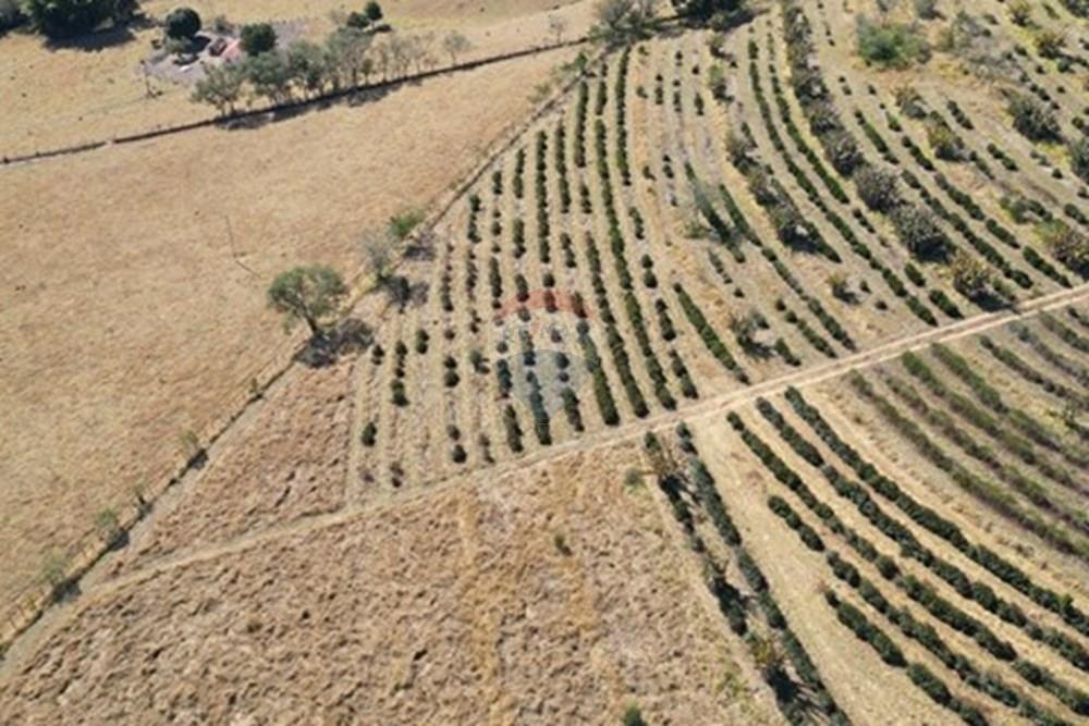 Chácara / Sítio / Fazenda - Venda - Monte Sião , Minas Gerais - WhatsApp Image 2025-07-18 at 18.05.03 (1).jpeg - Quintal - 690291077-219