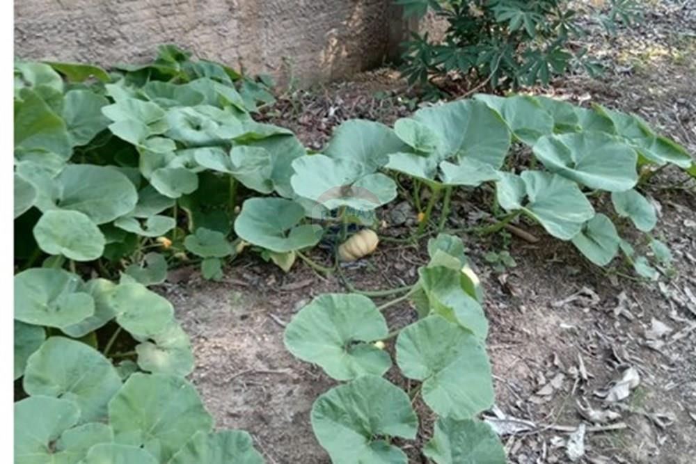 Chácara / Sítio / Fazenda - Venda - Cosmópolis , São Paulo - IMG-20250925-WA0134.jpg - 690511143-104