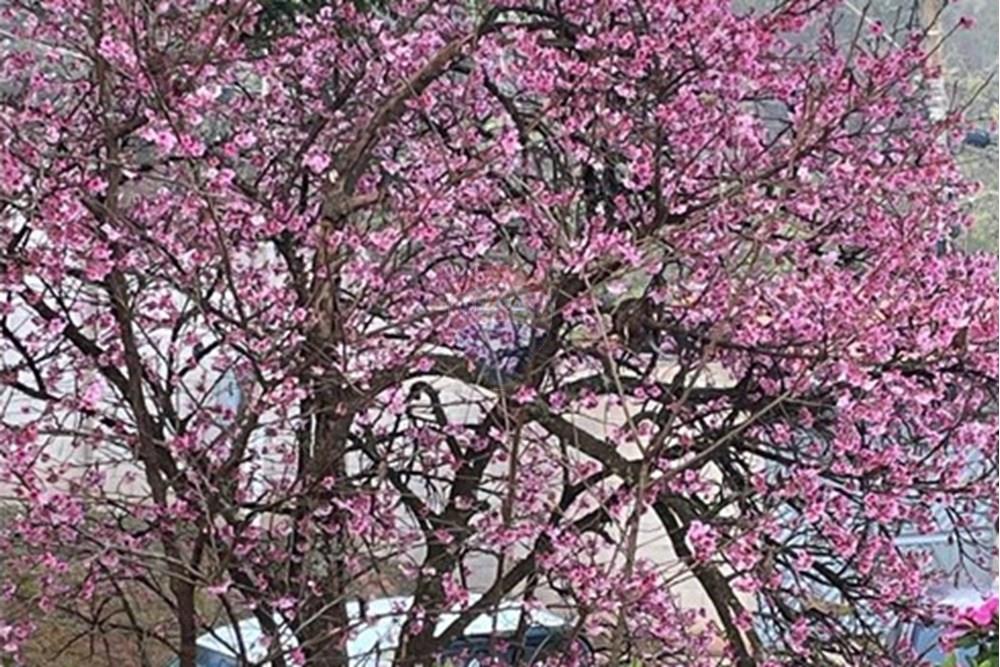 Chácara / Sítio / Fazenda - Venda - Jarinu , São Paulo - WhatsApp Image 2025-05-06 at 17.28.49.jpeg - 690661027-107