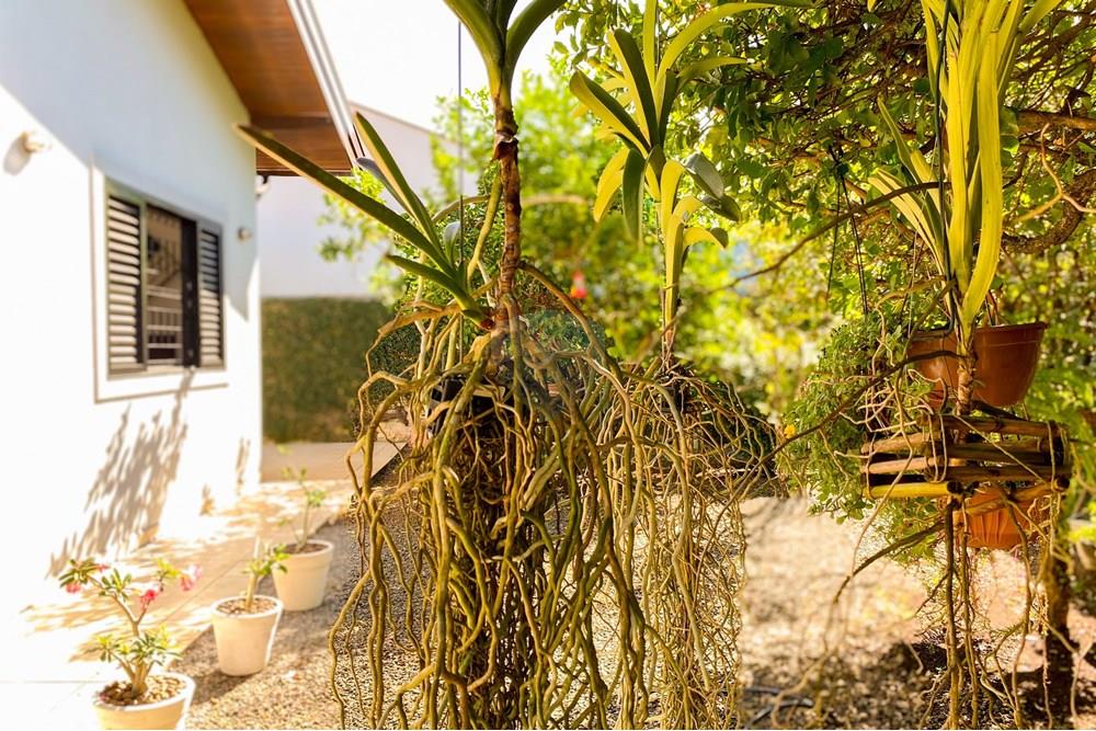 Casa - Venda - Mogi Mirim , São Paulo - IMG_3556_jpg.jpg - Quintal - 690751017-122