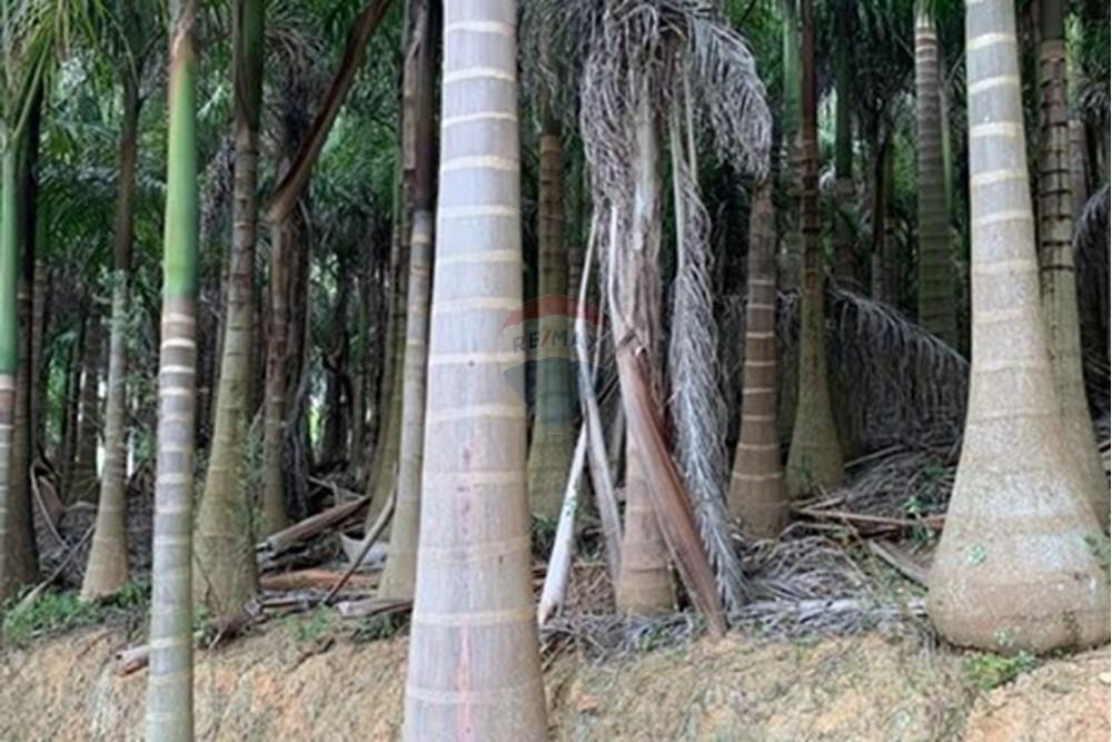 Chácara / Sítio / Fazenda - Venda - Amparo , São Paulo - WhatsApp Image 2025-06-25 at 17.42.28 (2).jpeg - 690661027-111